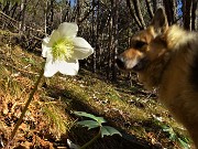 02 Anche Dori attirata dagli ellebori in fiore !